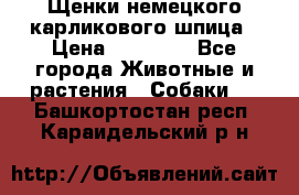 Щенки немецкого карликового шпица › Цена ­ 20 000 - Все города Животные и растения » Собаки   . Башкортостан респ.,Караидельский р-н